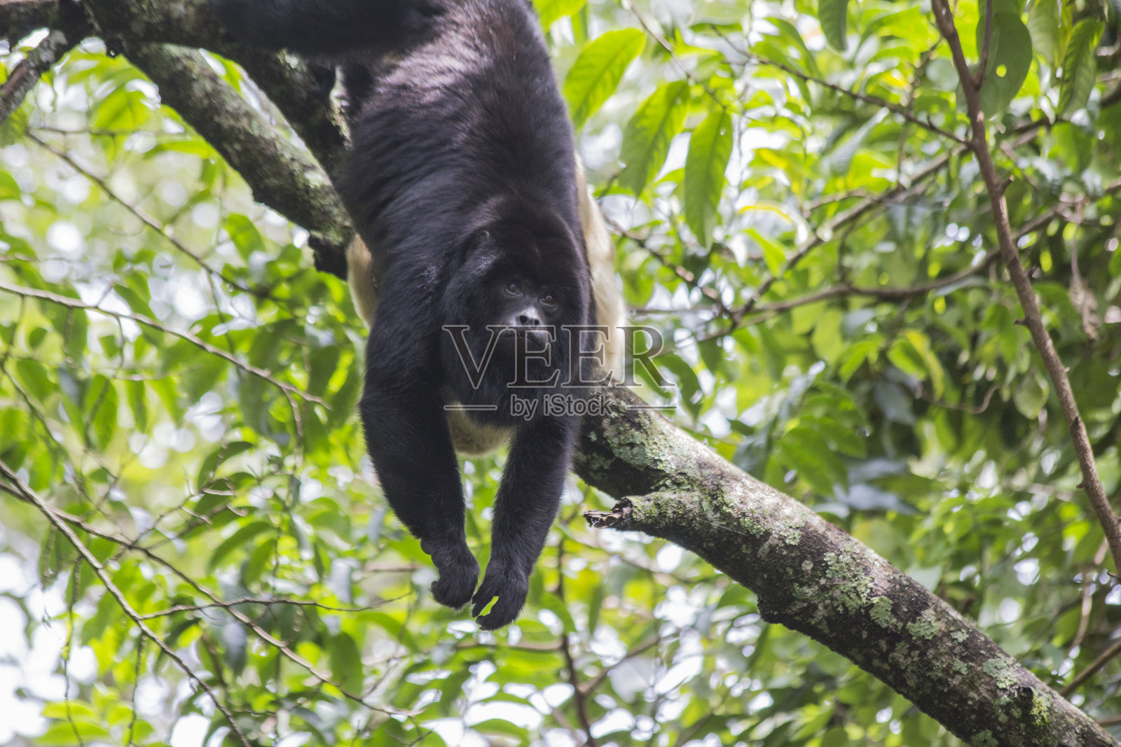 巴西猿照片摄影图片