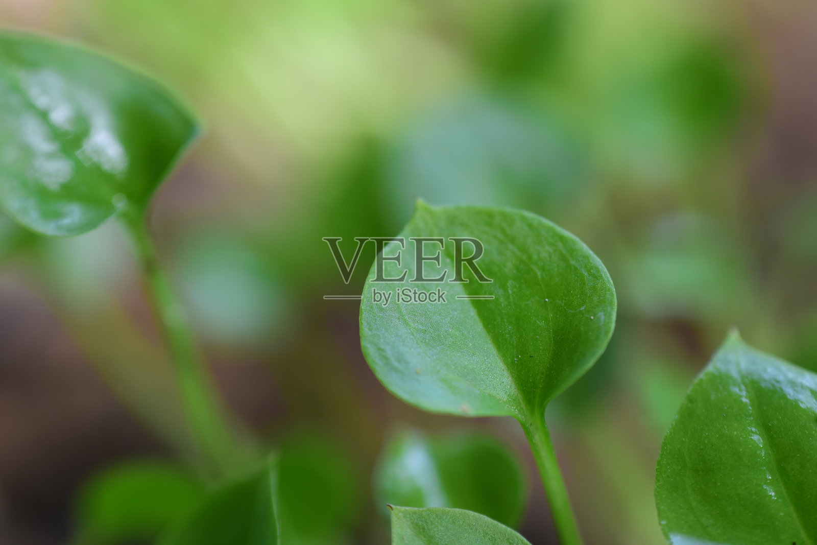 嫩叶在春天生长，特写。高清图片照片摄影图片