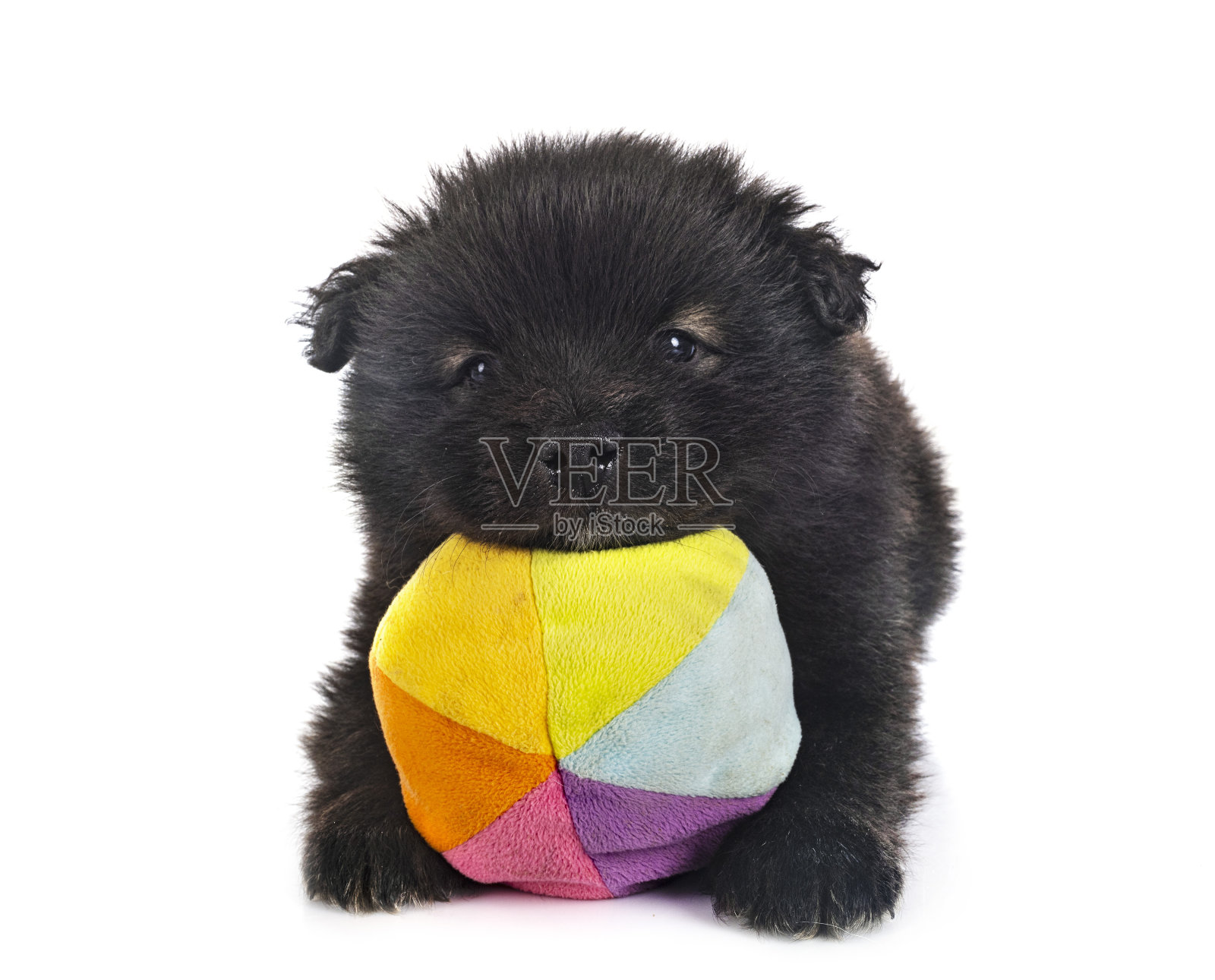 小狗芬兰Lapphund照片摄影图片