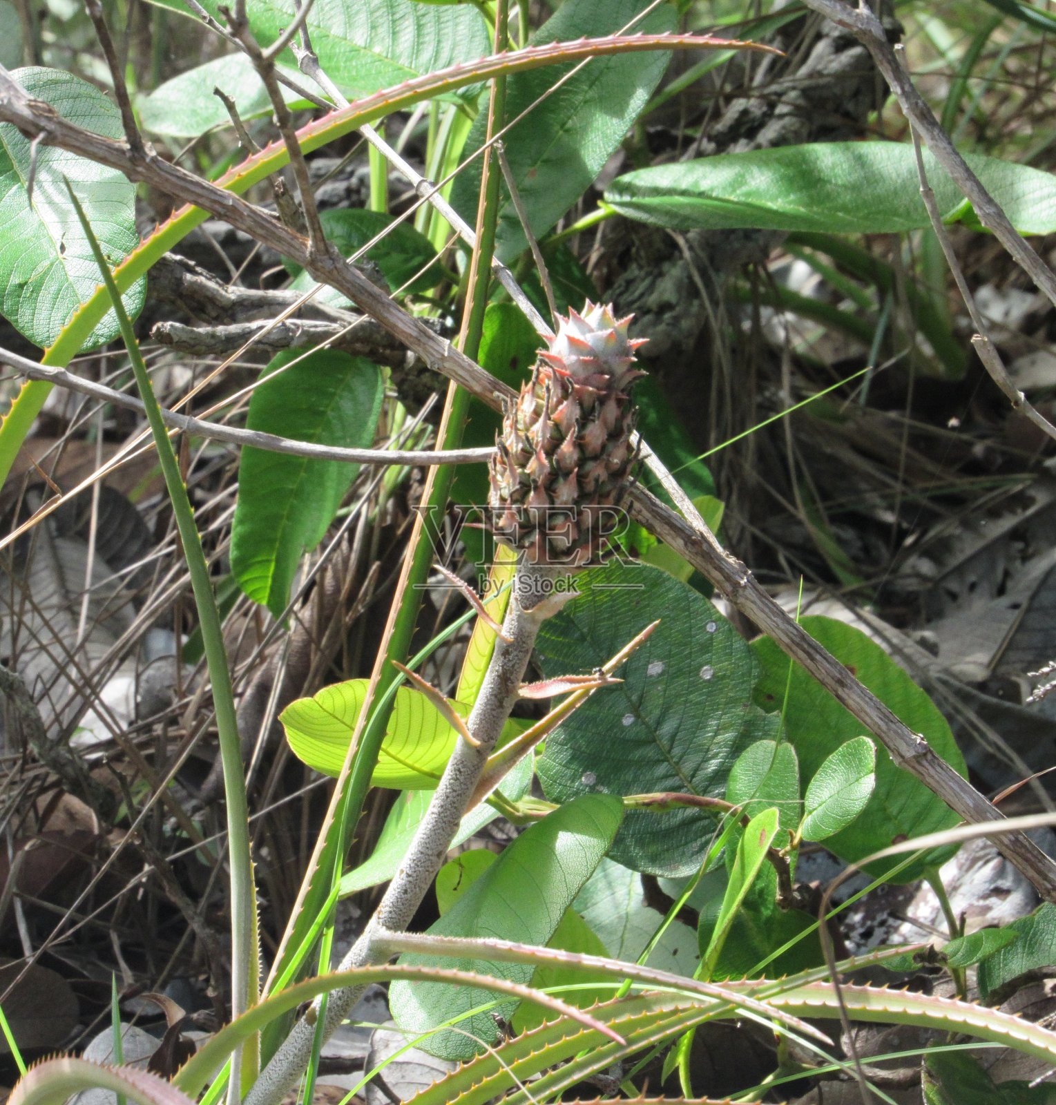 Ananas ananassoides，被称为“塞拉多菠萝”照片摄影图片