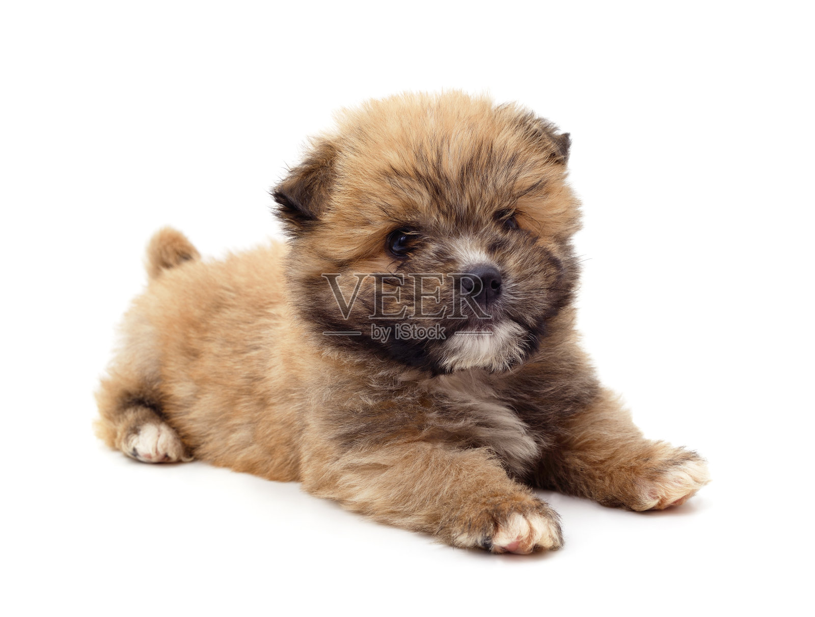 一个小的狗。照片摄影图片