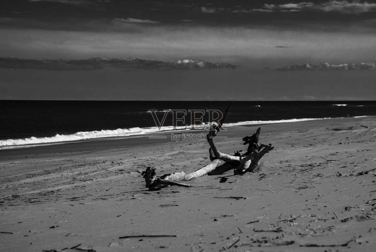 海滩浮木照片摄影图片