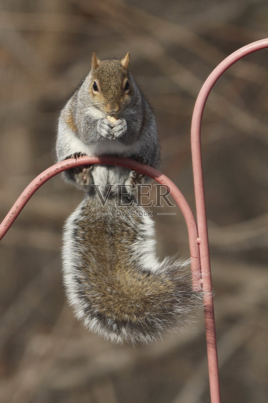 面对红色金属条的松鼠照片摄影图片