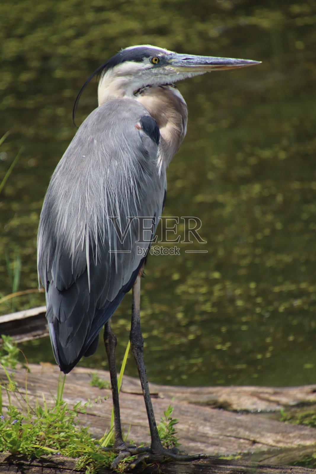 大蓝鹭照片摄影图片