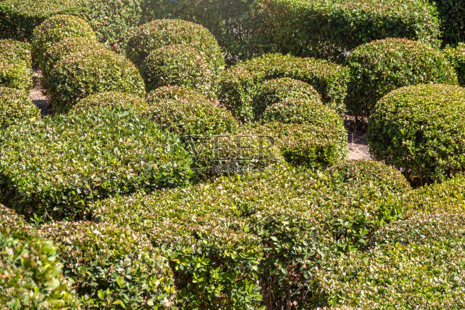 在夏季或秋季公园修剪整齐的灌木照片摄影图片