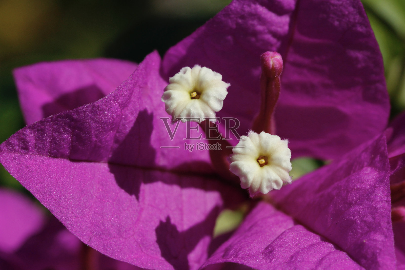 紫苏彩花白花九重葛照片摄影图片