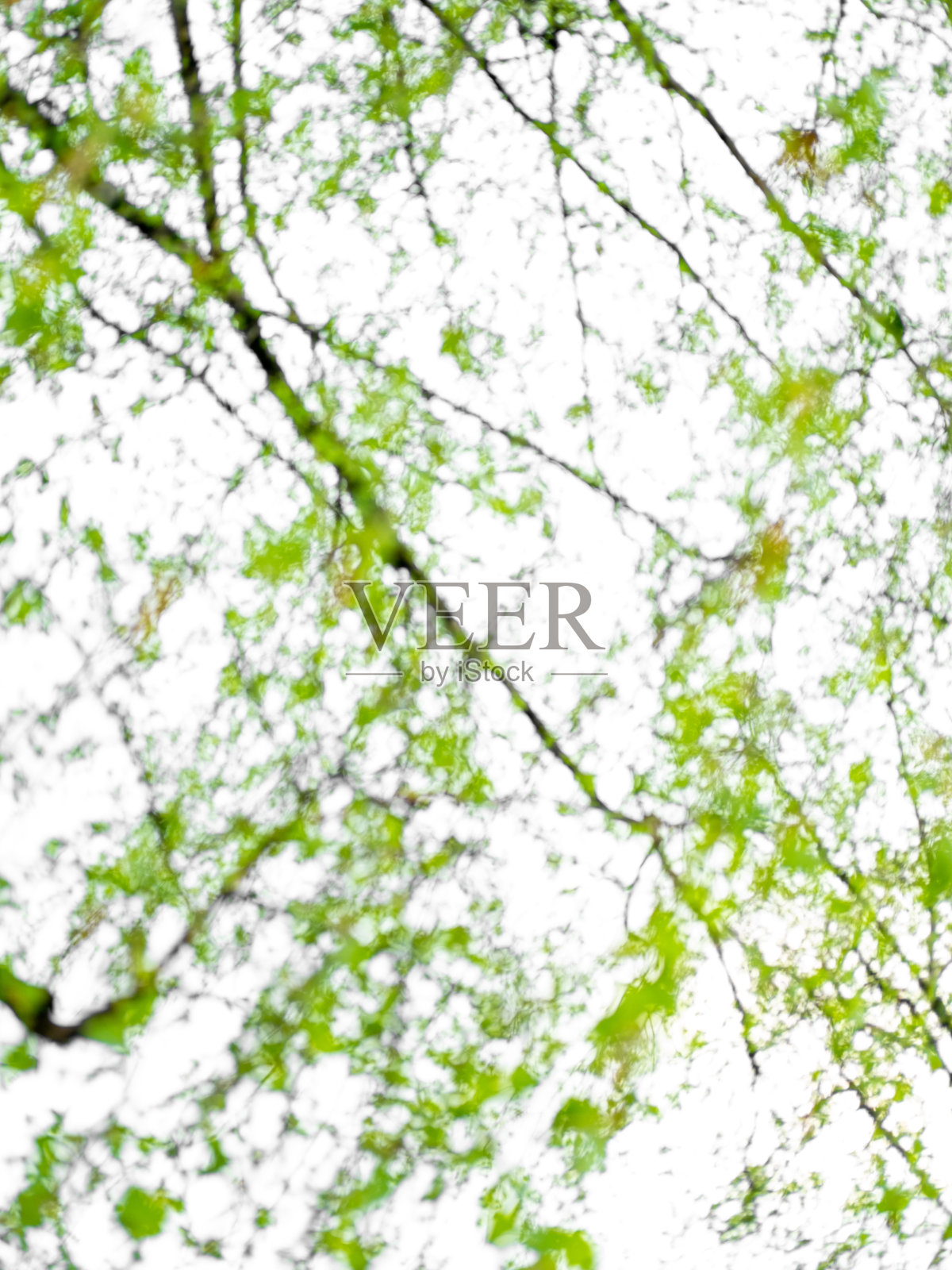 春天的抽象背景，树上的新叶映衬着天空。水彩画效果对焦不佳。照片摄影图片