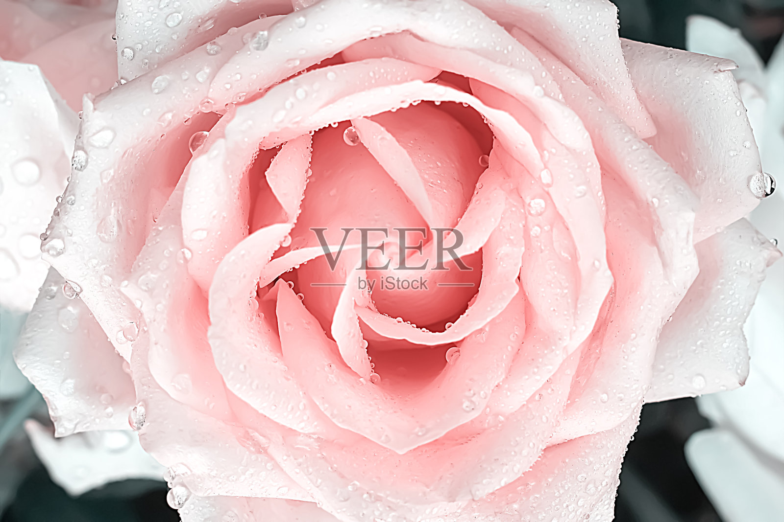 自然的粉红色玫瑰花与水滴俯视图的背景照片摄影图片