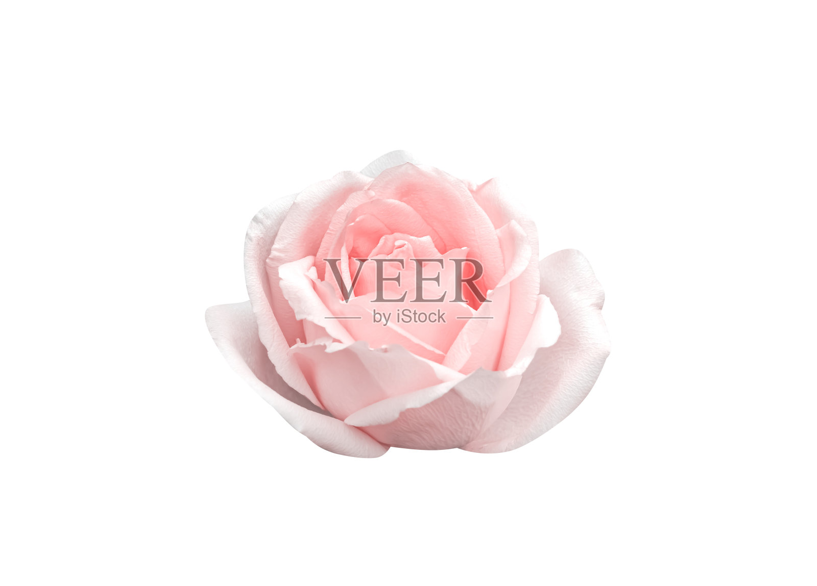 玫瑰花淡粉色花瓣孤立在白色背景，修剪路径照片摄影图片
