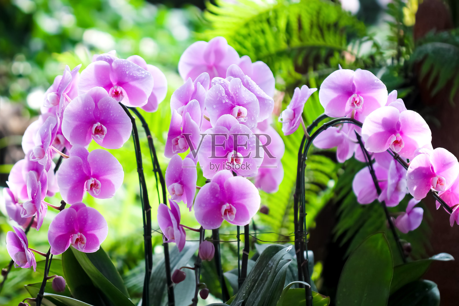 兰花花粉红色vandanda与水珠盛开在花园背景照片摄影图片