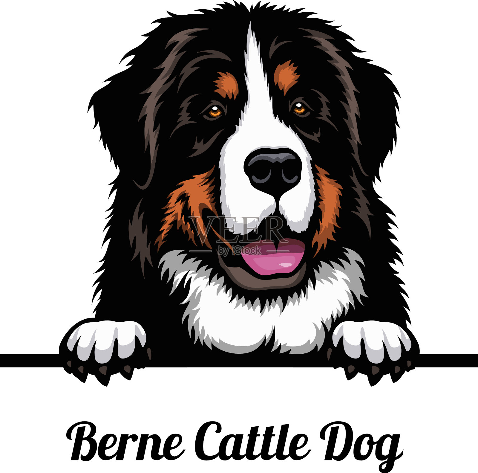 伯尔尼牛狗-狗品种颜色图像插画图片素材