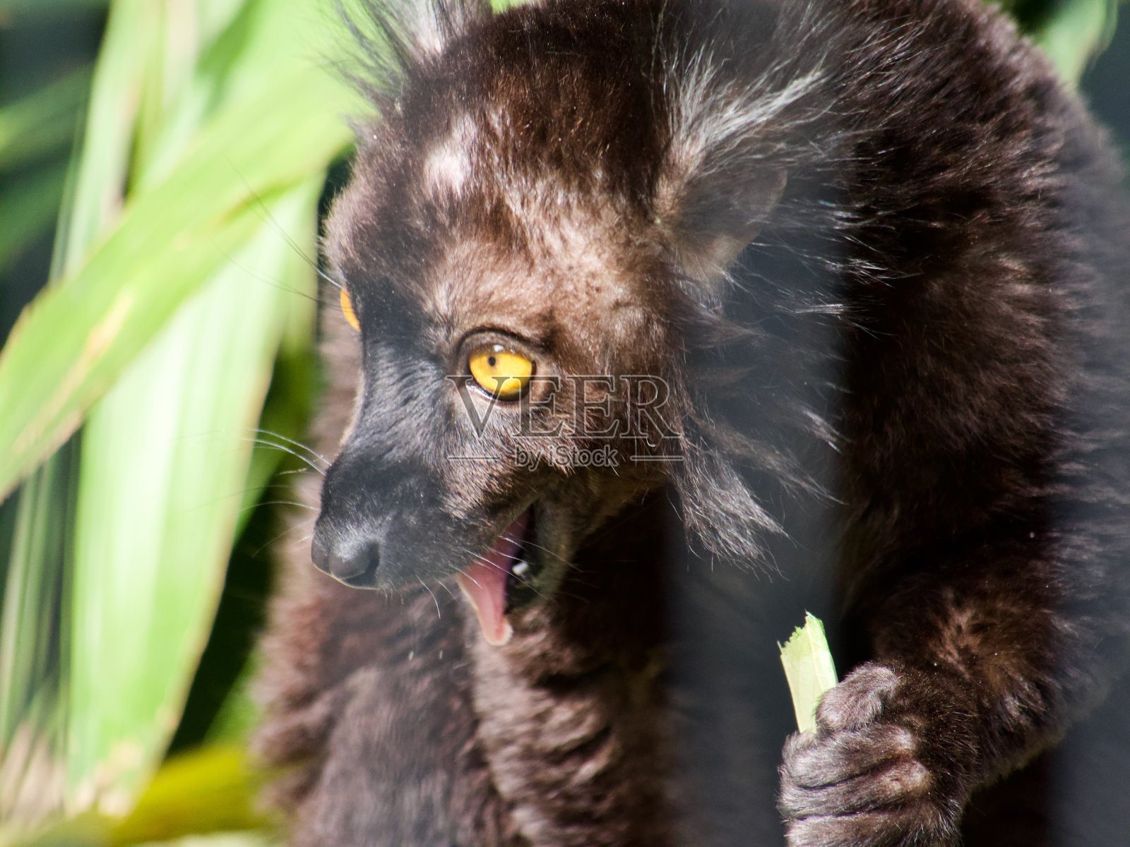 黑狐猴在吃午餐照片摄影图片