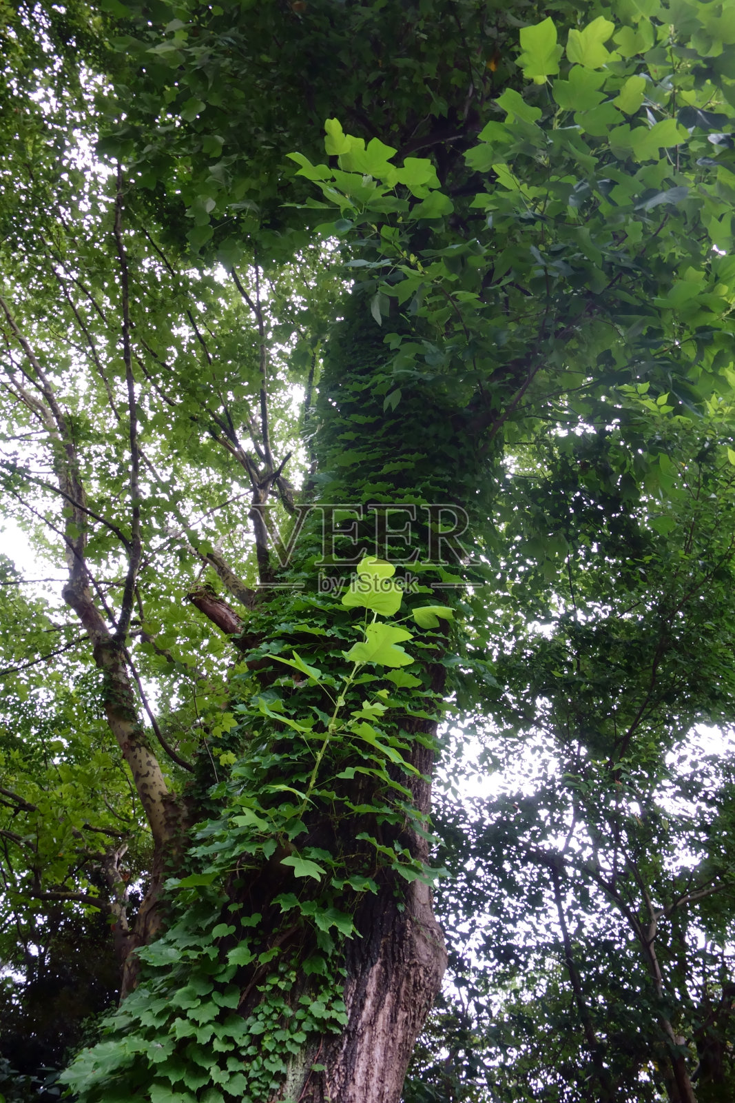 树和树枝摆动模式照片摄影图片