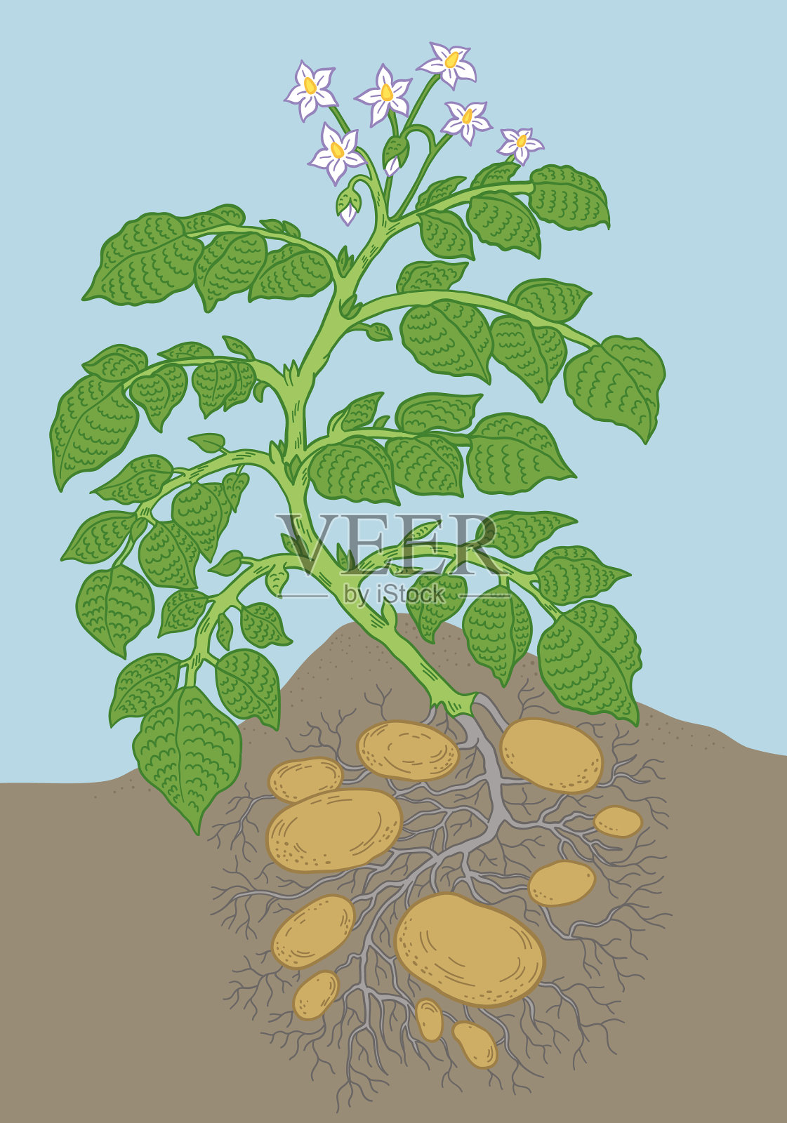 马铃薯蔬菜植物土壤和根系生长插画图片素材