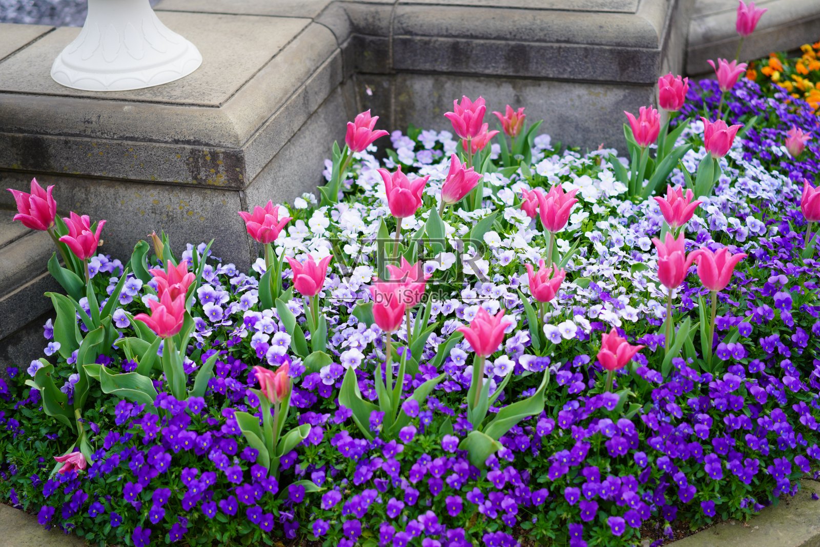 许多郁金香在公园里盛开照片摄影图片