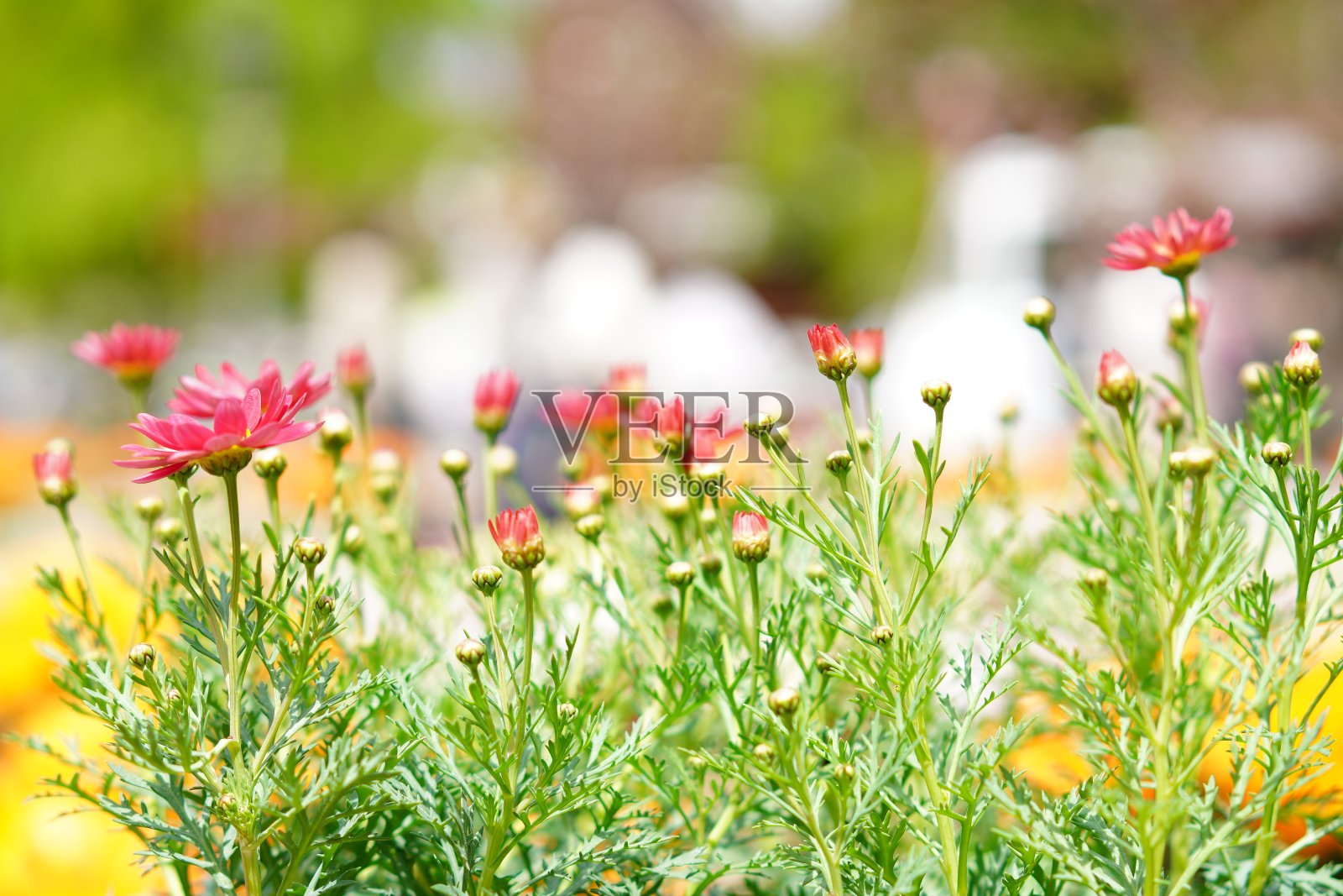 公园里有许多郁金香照片摄影图片