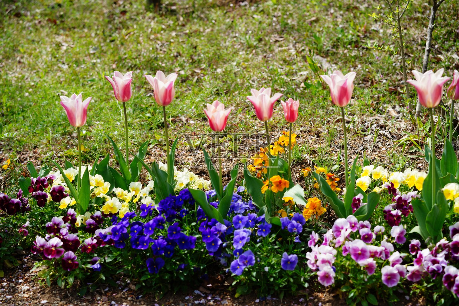 许多郁金香在公园里盛开照片摄影图片