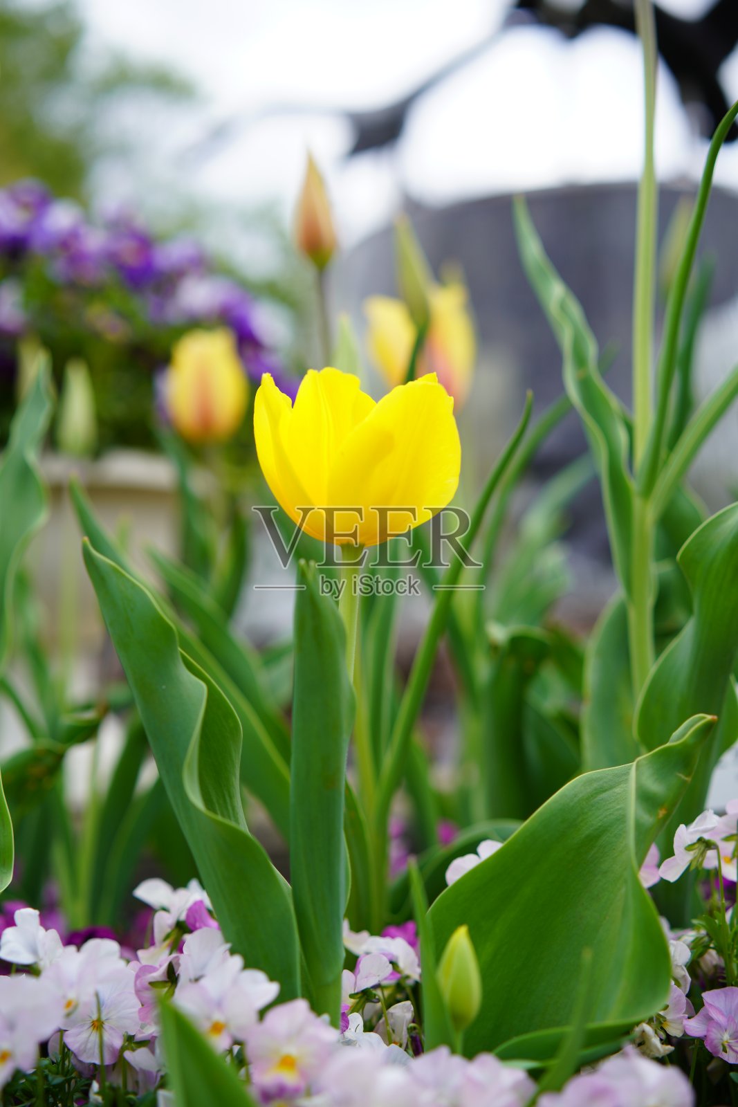 公园里有许多郁金香照片摄影图片