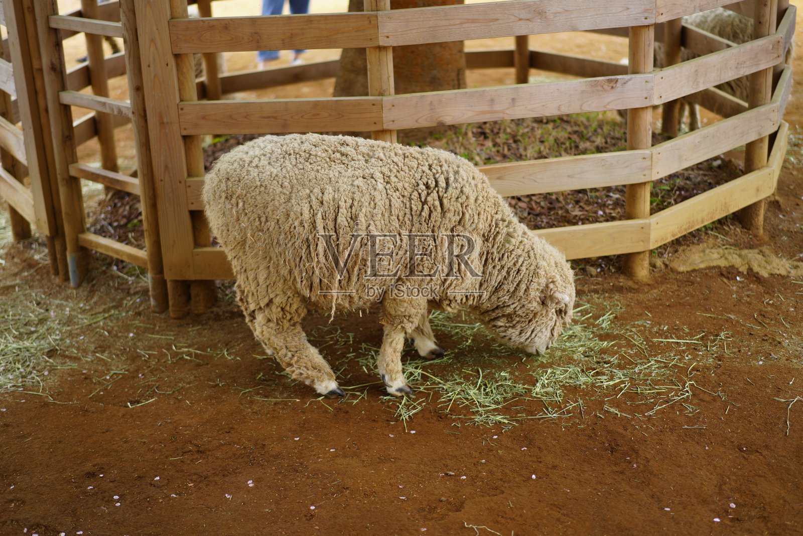 花卉公园的郁金香和景观照片摄影图片