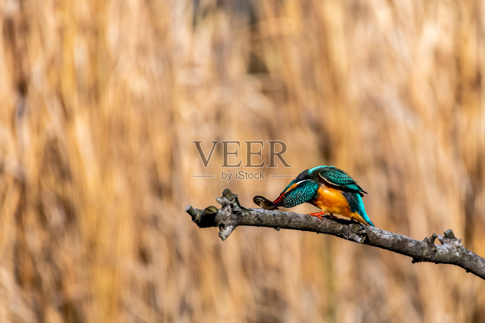 翠鸟栖息在树枝上寻找食物照片摄影图片