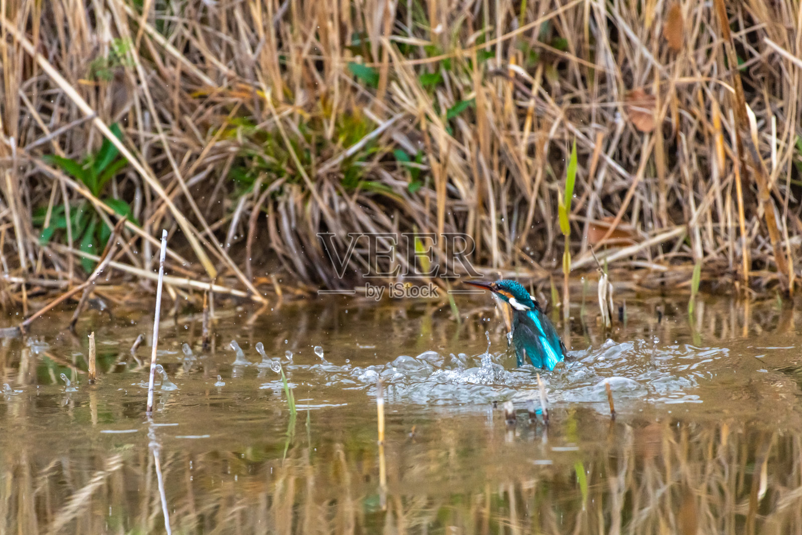 翠鸟从水面捕捉食物，然后跳出水面照片摄影图片