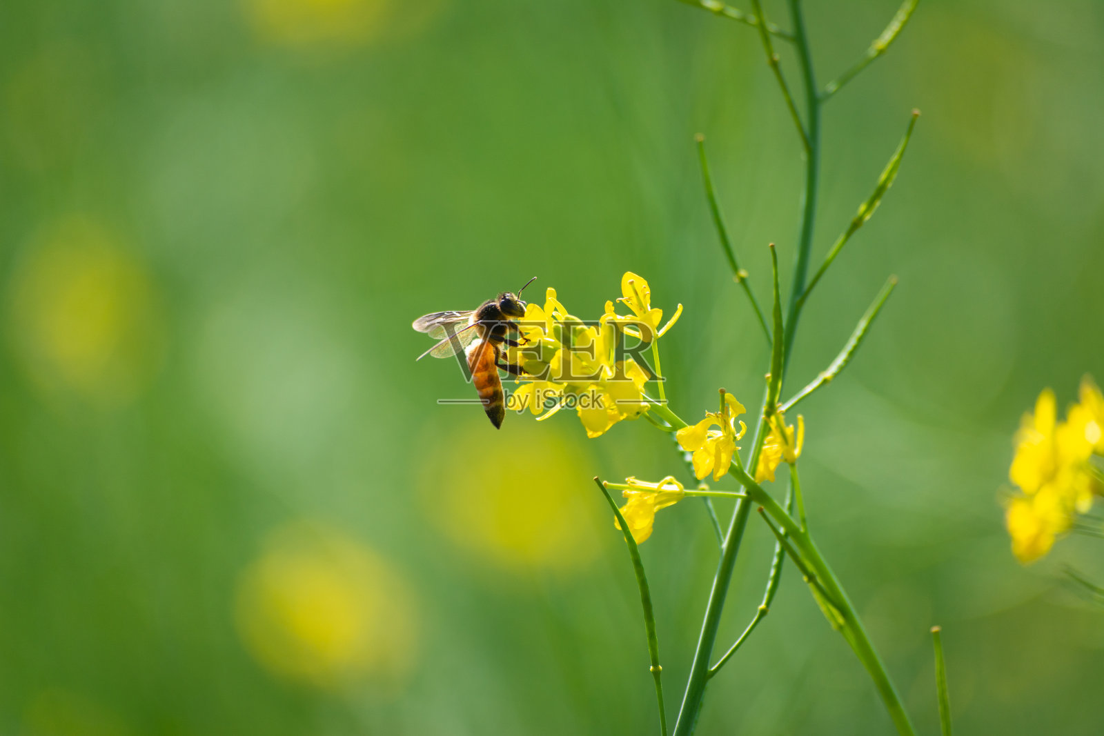 一只蜜蜂在黄芥菜花上采集花粉照片摄影图片