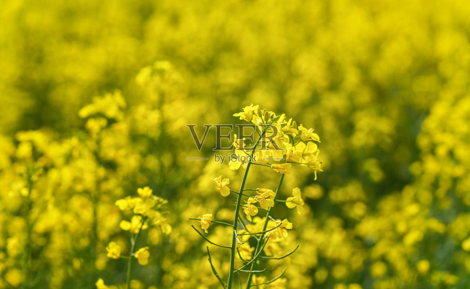 明亮的黄色油菜花生长在田间，特写细节照片摄影图片
