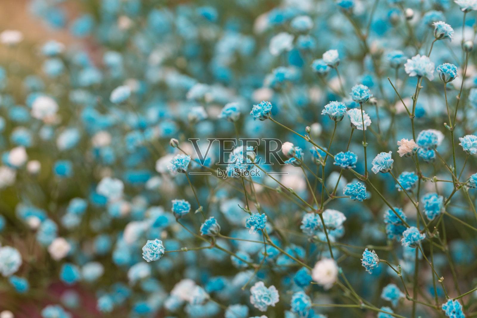 彩色干花石竹，石竹照片摄影图片