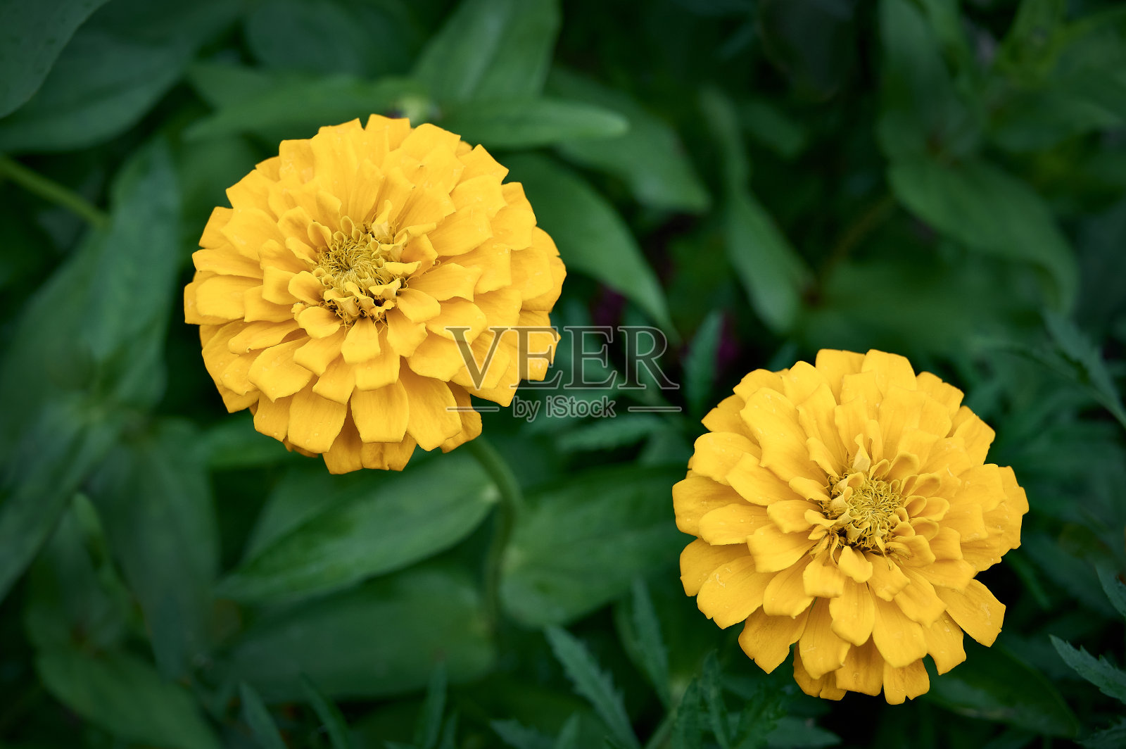 花园里开着鲜艳的黄色百日草花照片摄影图片