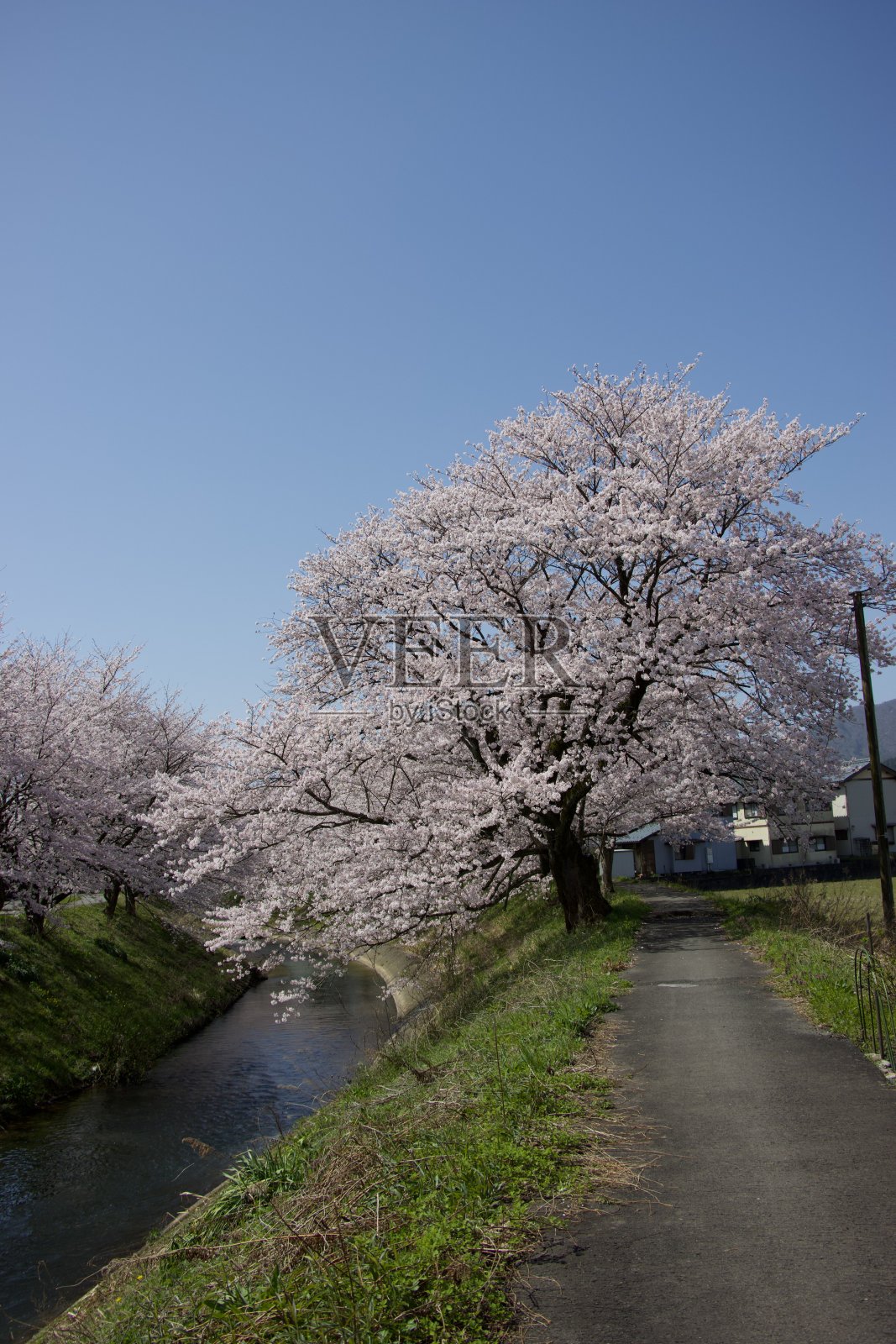樱花盛开照片摄影图片