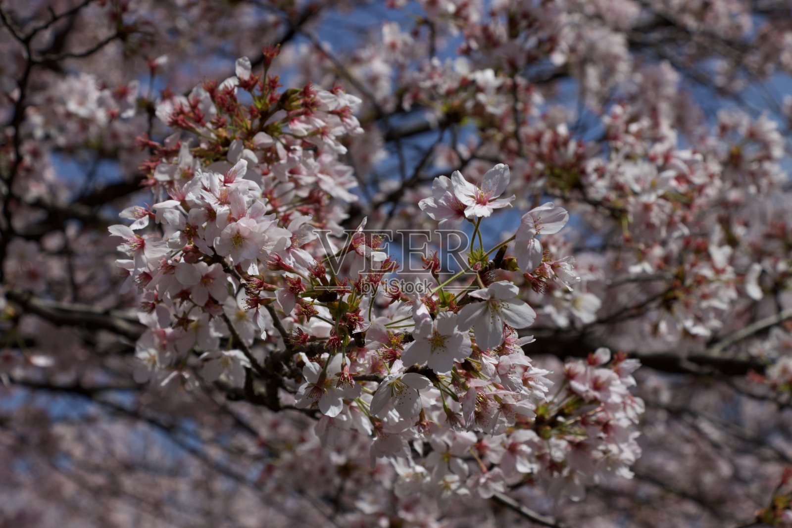 樱花盛开照片摄影图片