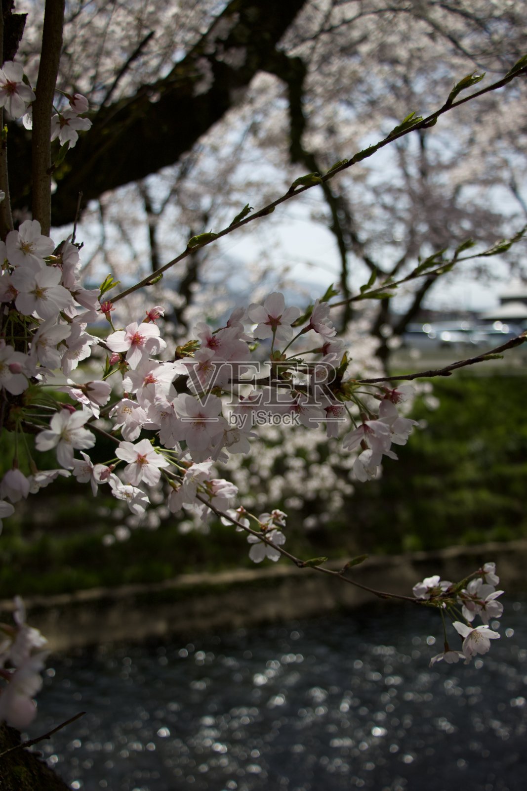 樱花盛开照片摄影图片