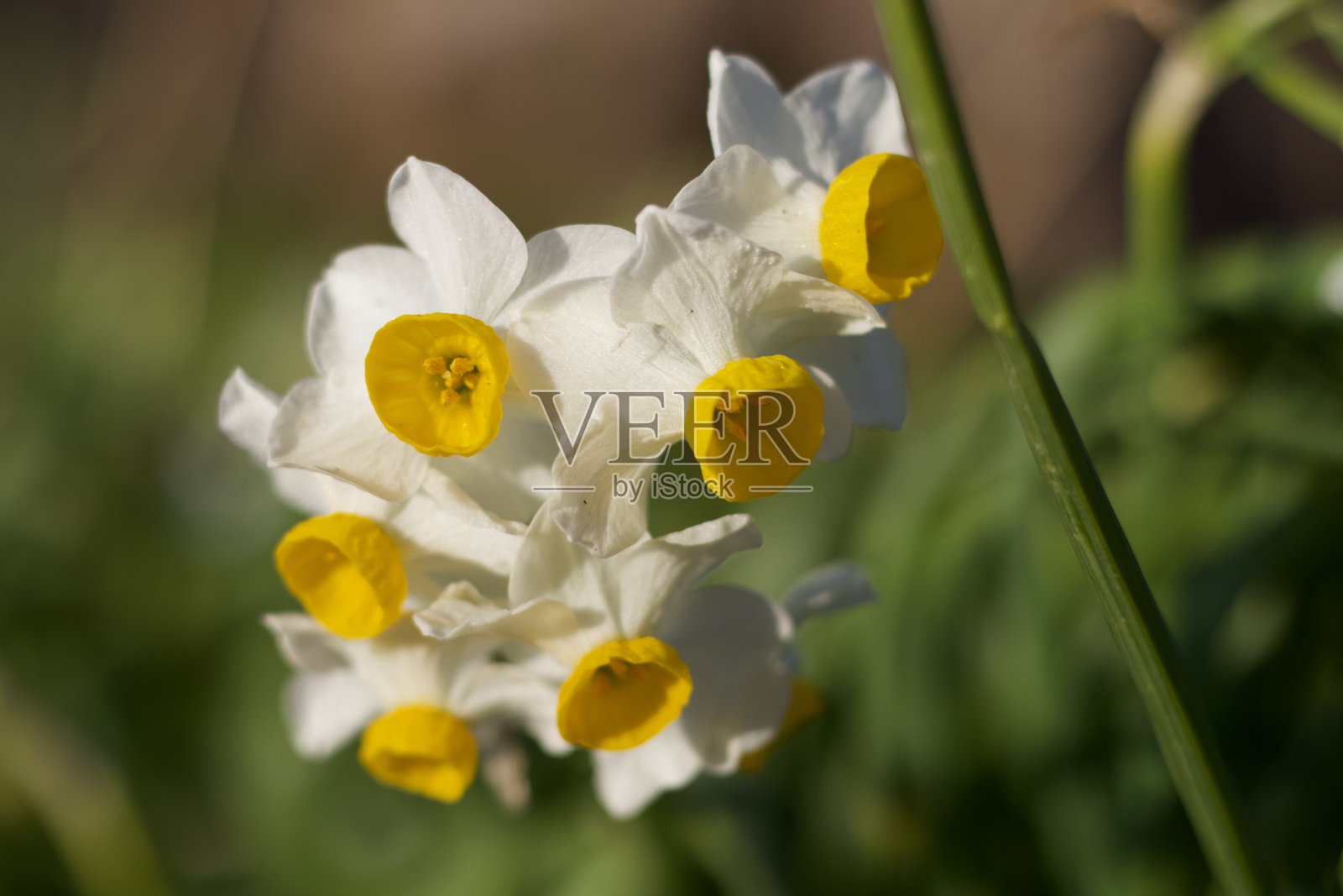 野花在微距如果模糊照片摄影图片