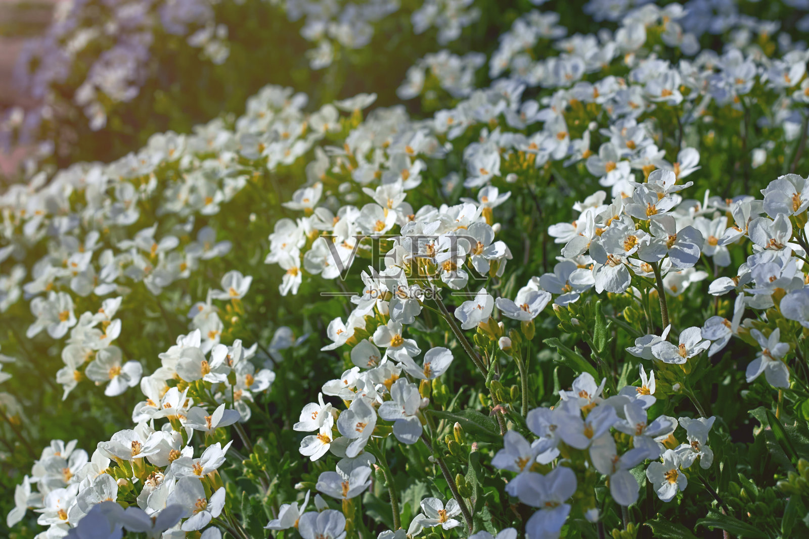 公园里春暖花开。春天白色的花在花园的床上照片摄影图片