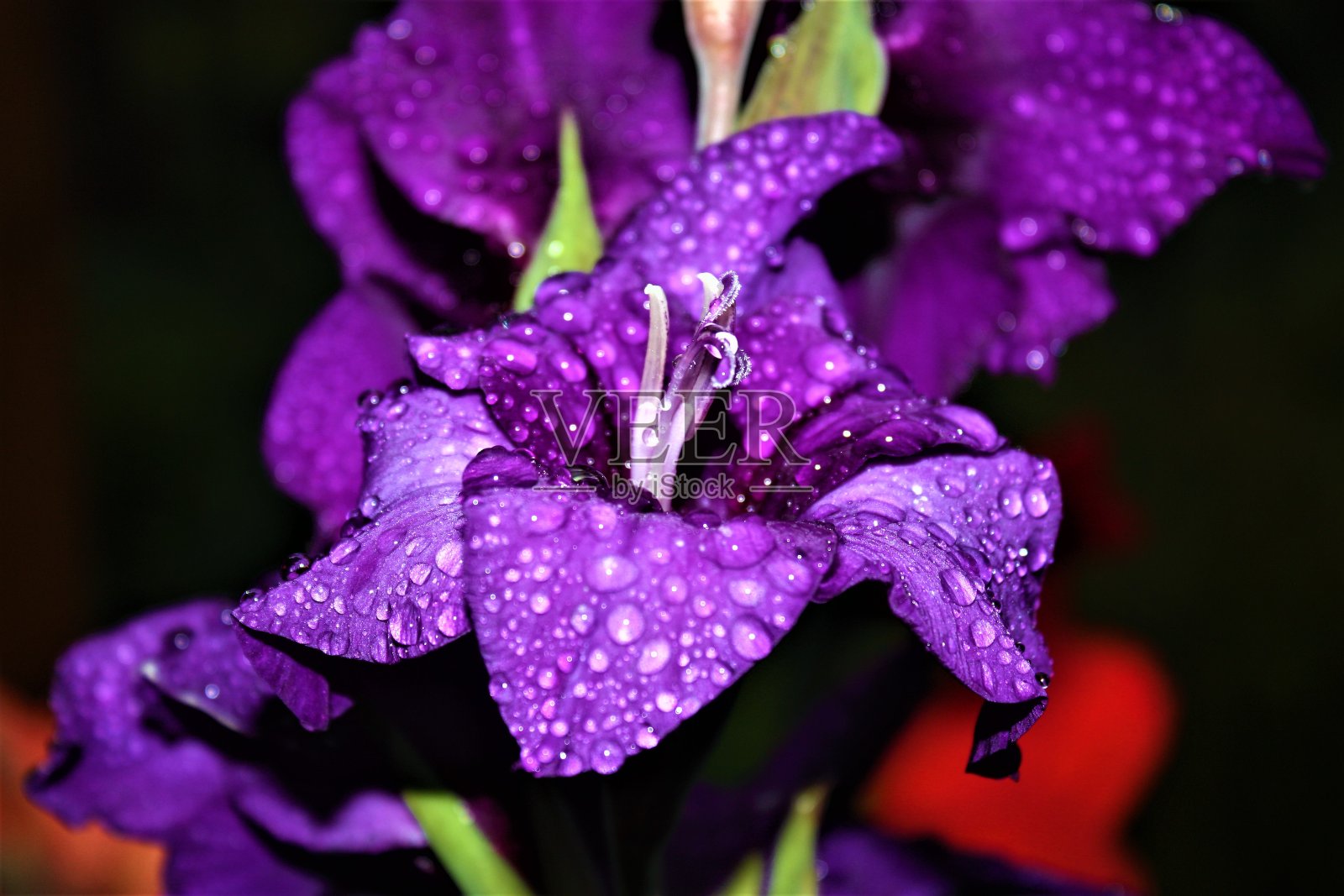 美丽的紫色蝴蝶花和雨滴照片摄影图片