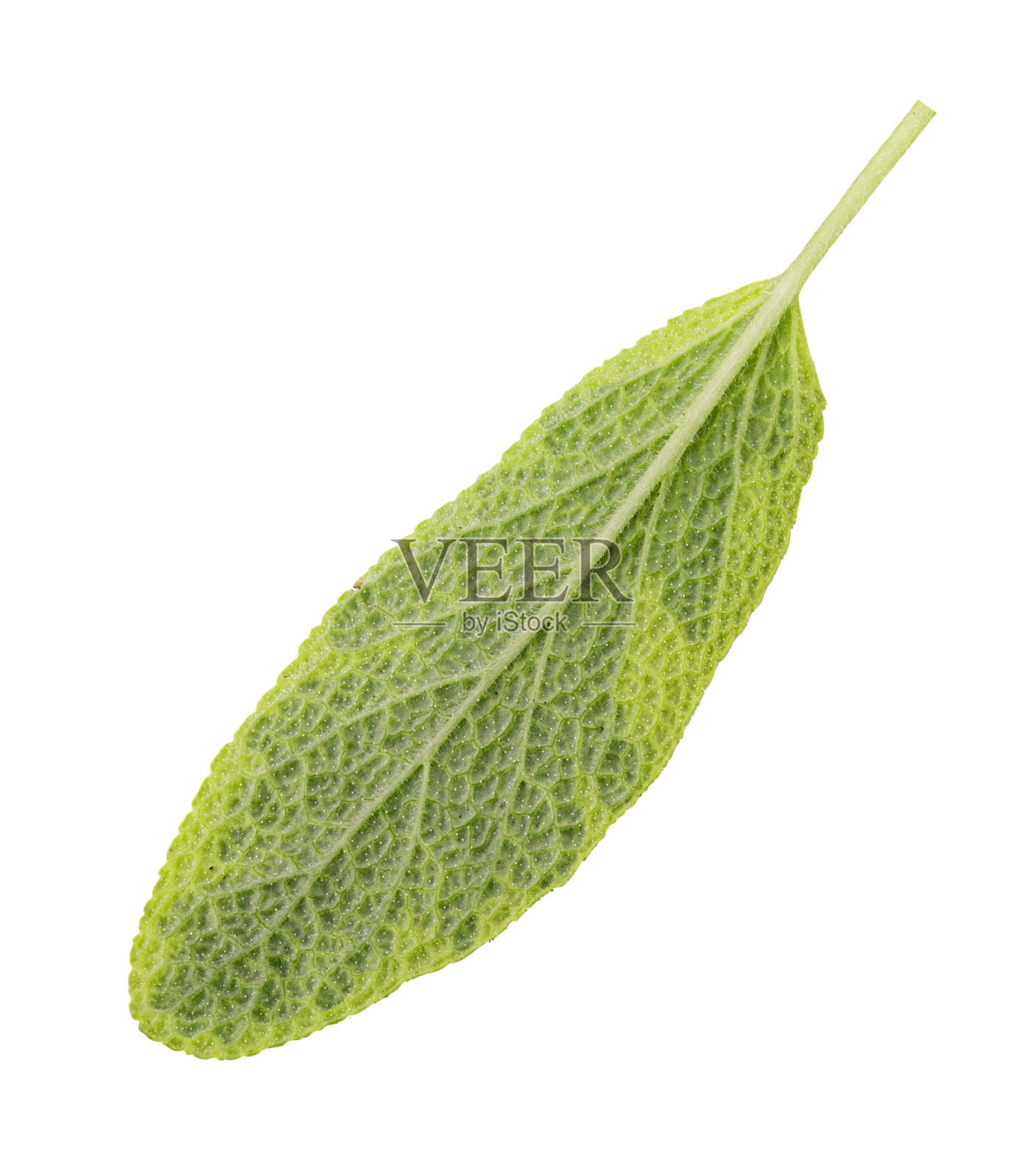 在白色背景上分离的新鲜草本植物照片摄影图片