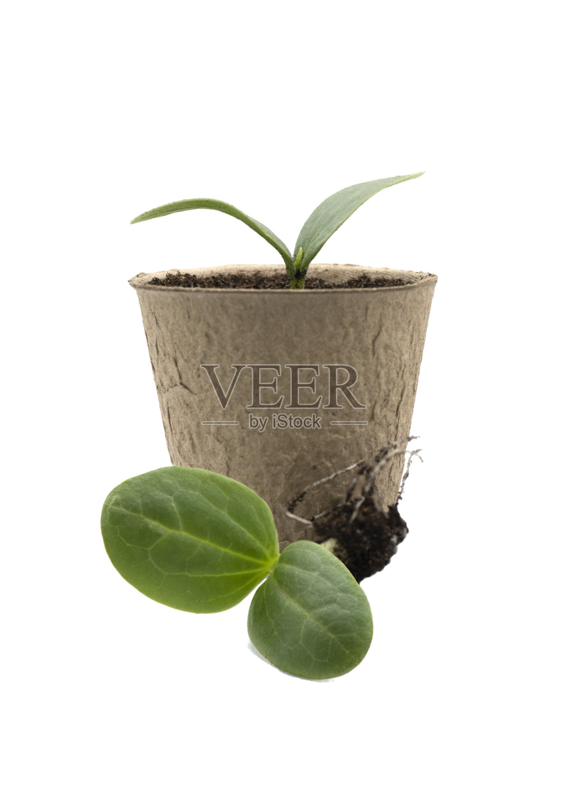 年轻的丝瓜属植物照片摄影图片