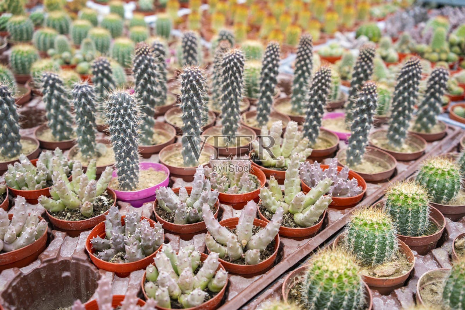 花园里五颜六色的多肉植物。照片摄影图片