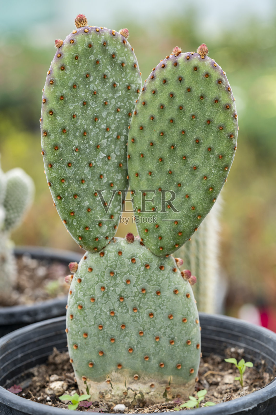 微距拍摄的小多肉植物或仙人掌照片摄影图片