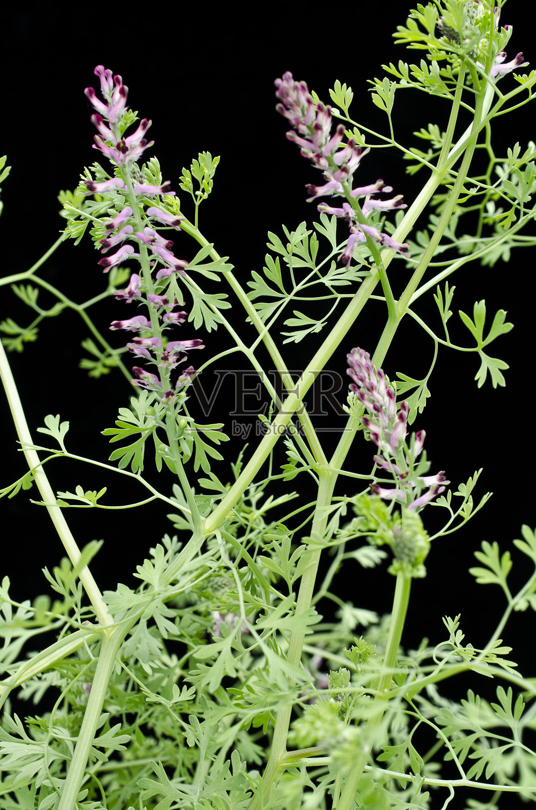 常见fumitory照片摄影图片