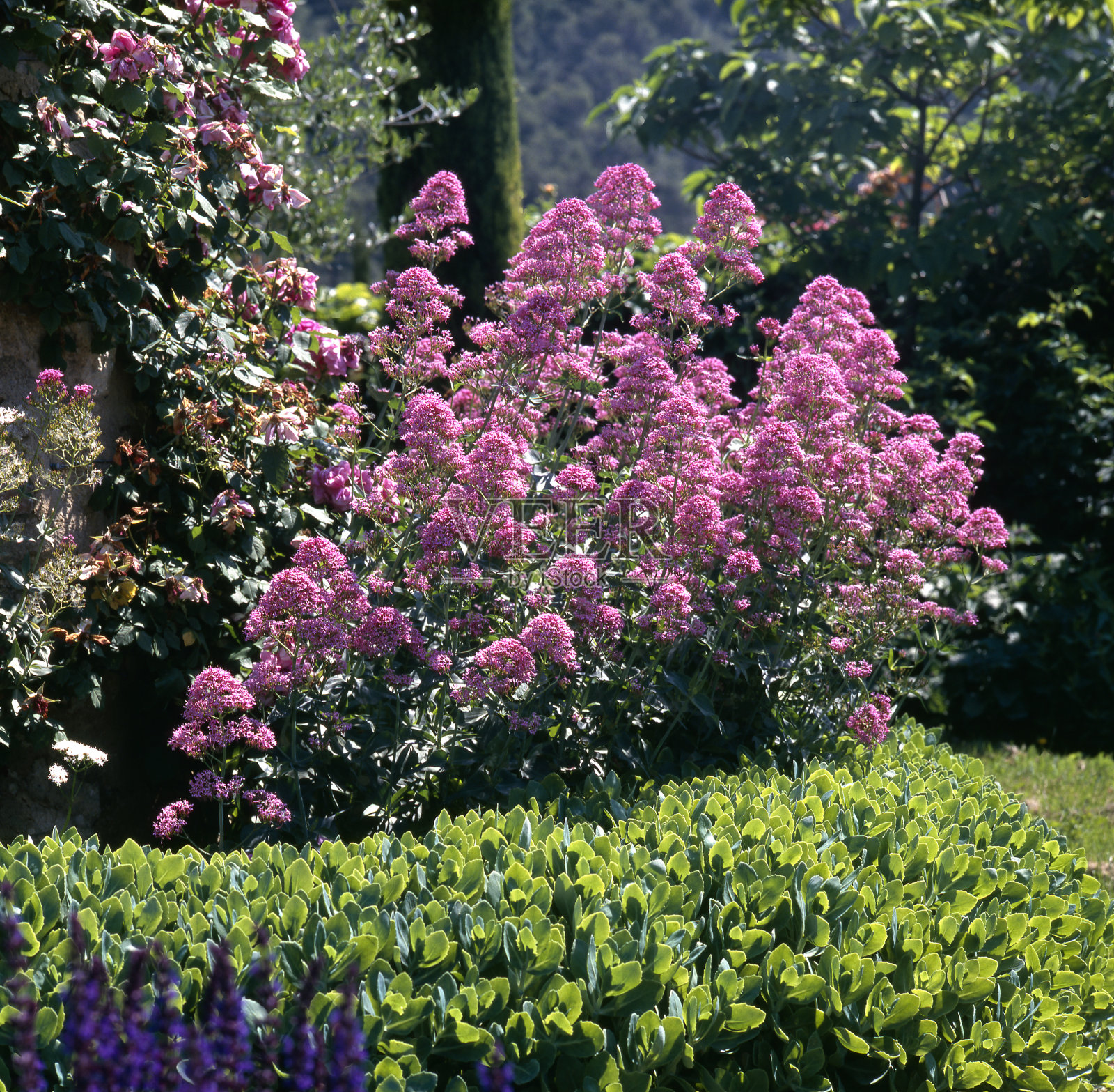 红缬照片摄影图片