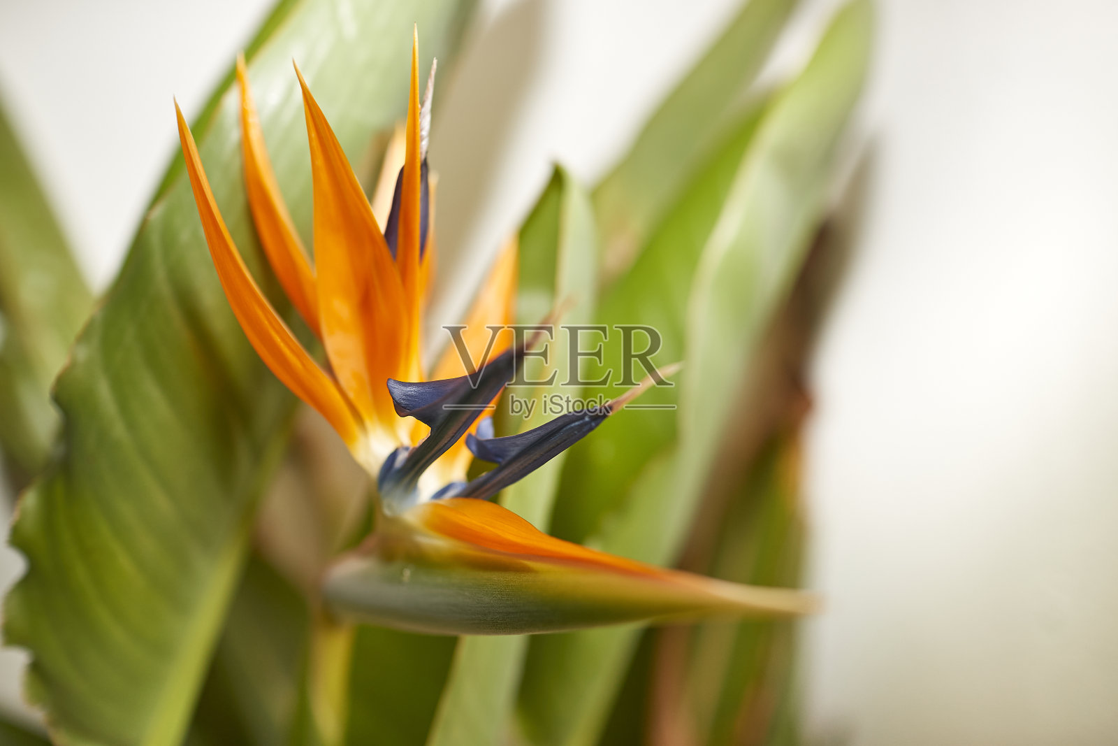 苍蝇子的花和叶前面有一堵白墙照片摄影图片