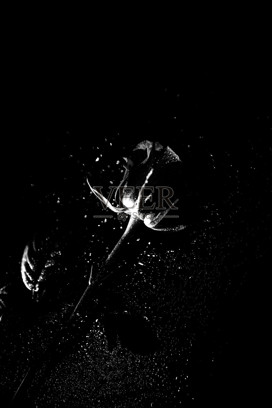 茂盛的玫瑰花蕾在潮湿的表面，潮湿的玫瑰在雨中照片摄影图片