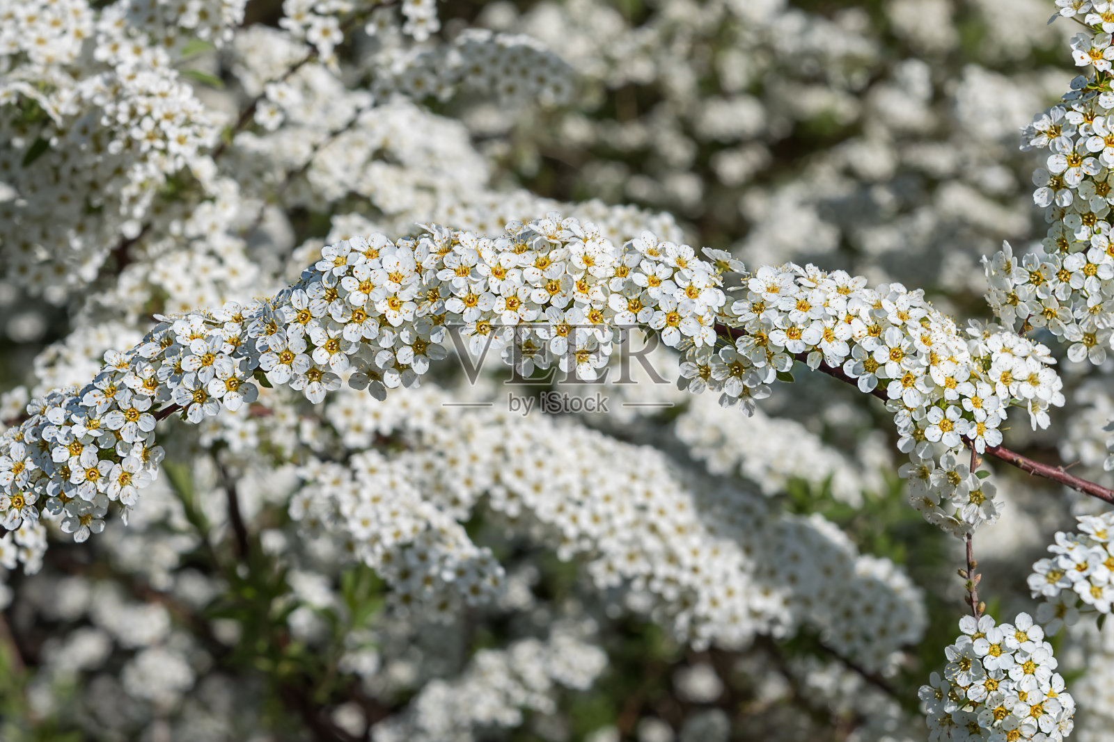 盛开的李树春景照片摄影图片