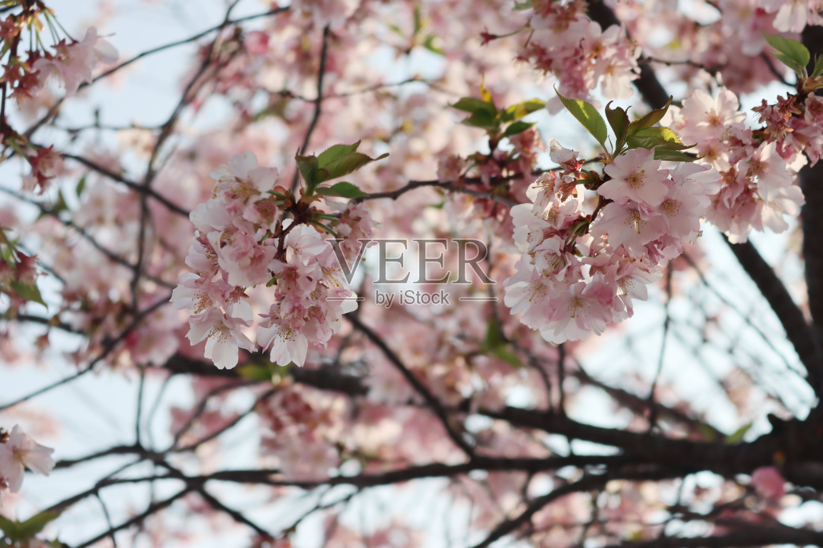 特写，粉红色的樱花照片摄影图片