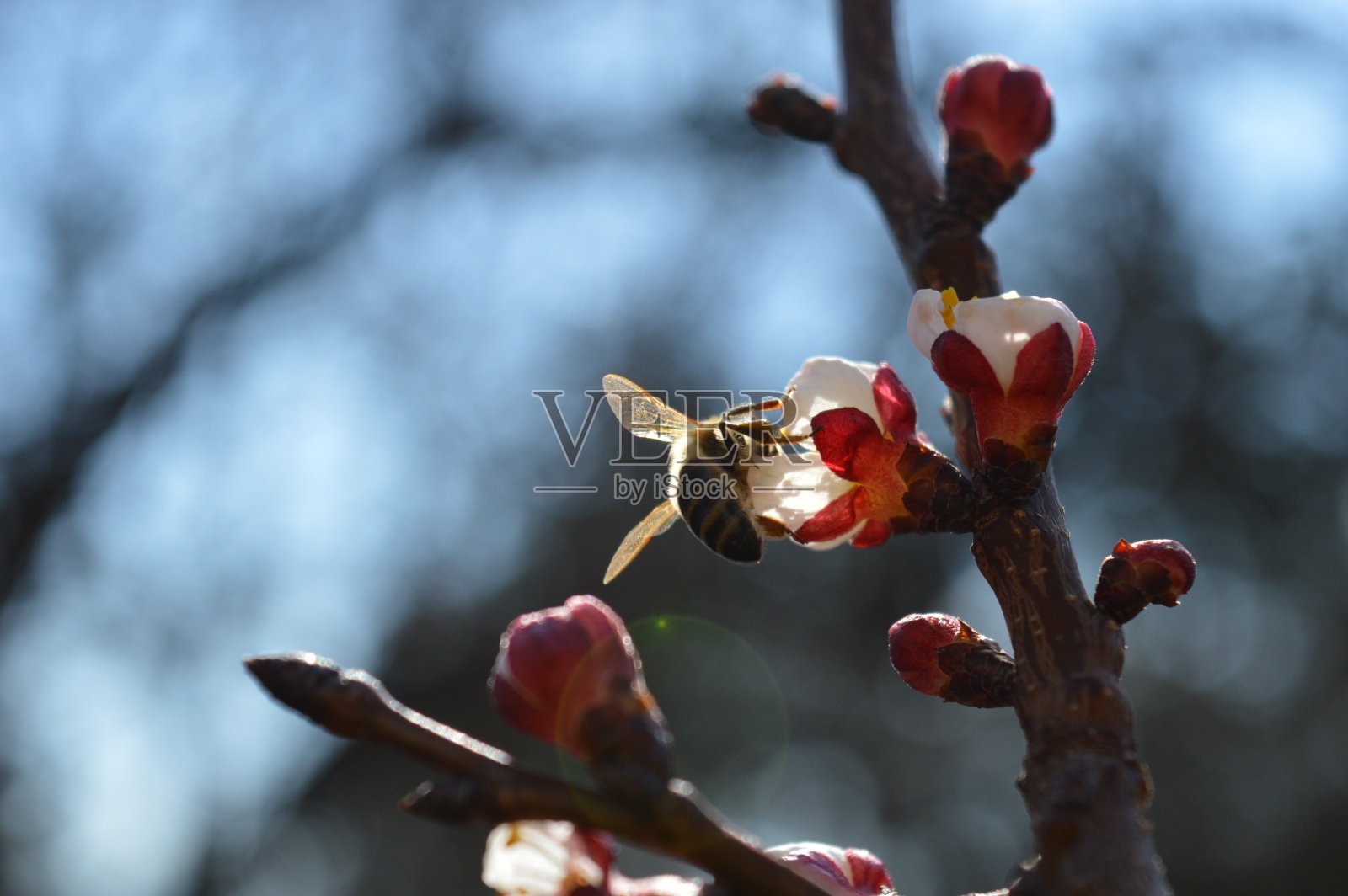 春天的一朵樱花上的蜜蜂照片摄影图片