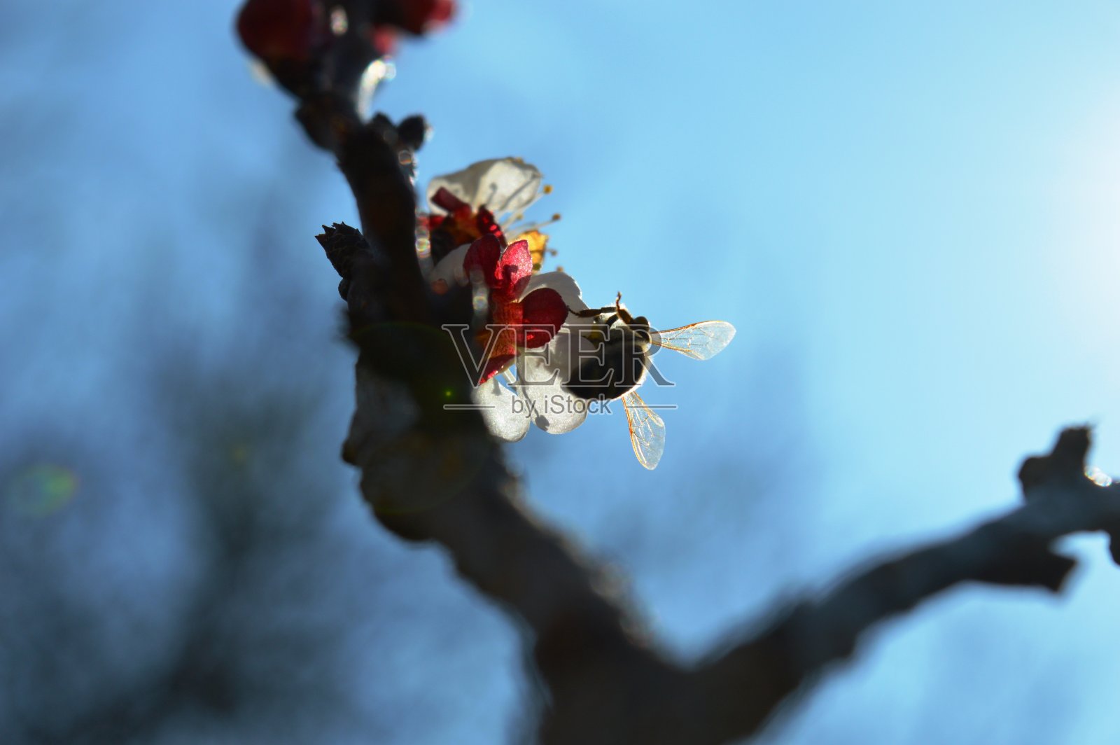 春天的一朵樱花上的蜜蜂照片摄影图片