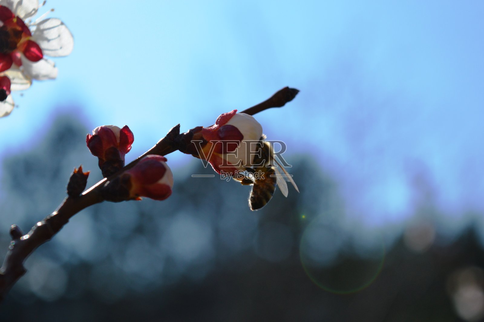 春天的一朵樱花上的蜜蜂照片摄影图片