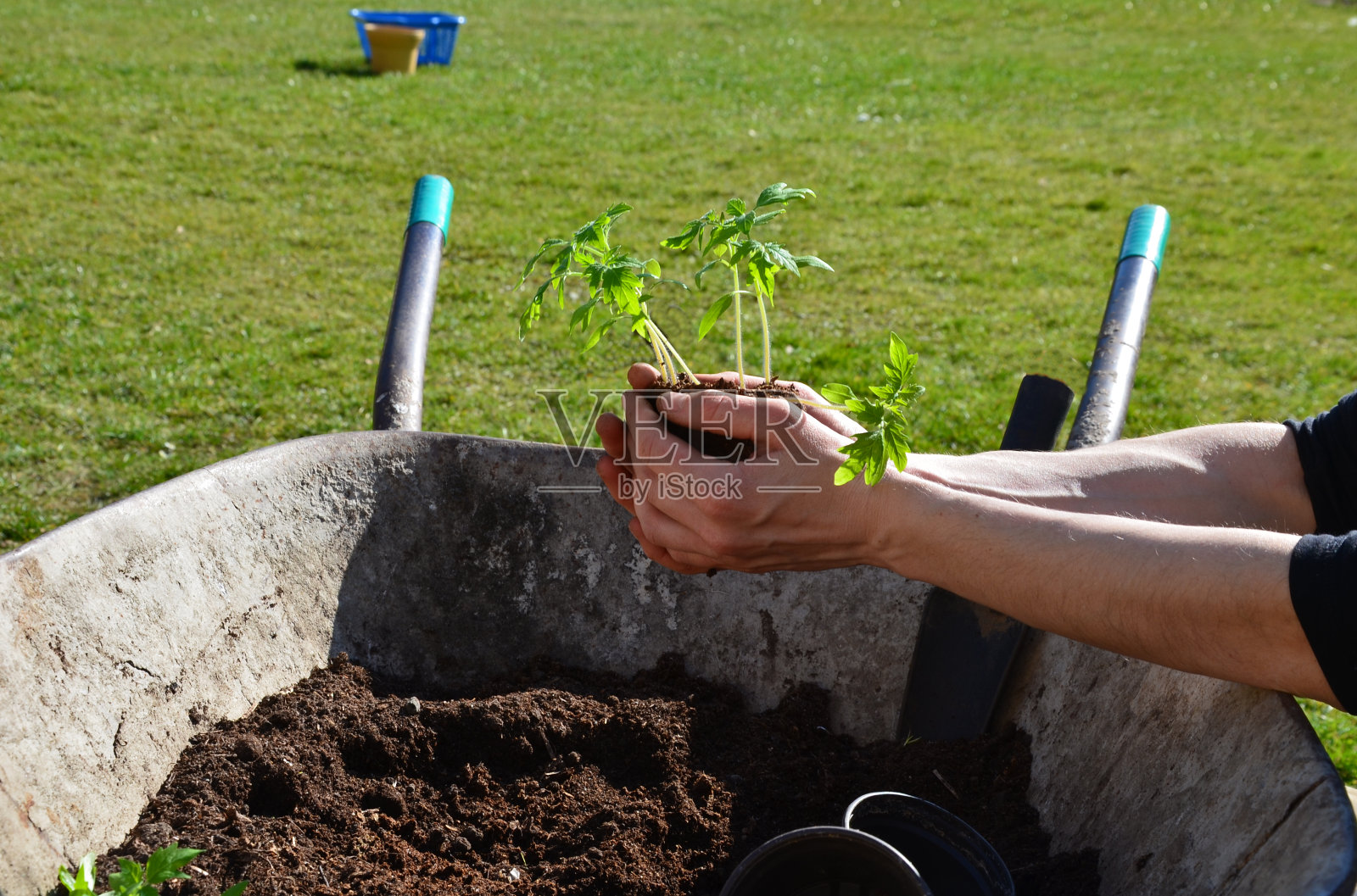 年轻女子，妈妈带着婴儿在小推车里装满了土种了一盆西红柿幼苗。拿在手里。小男孩帮忙，给了她一些植物和一把铲子。在菜园工作照片摄影图片