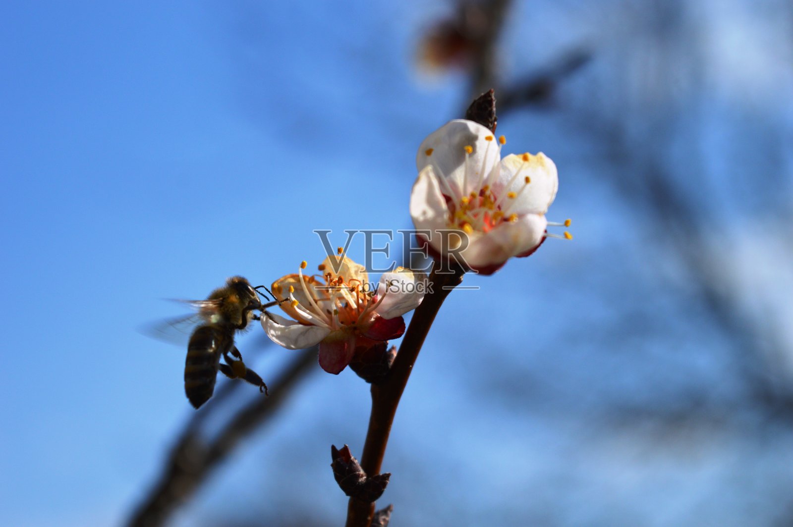 春天，蜜蜂飞向樱花照片摄影图片